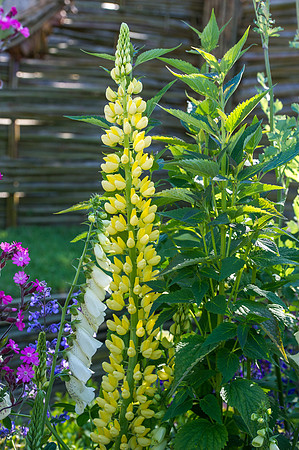 124 Irish Flowers