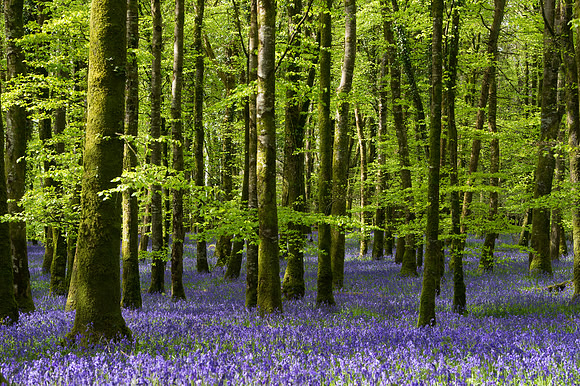 069 Irish Flowers