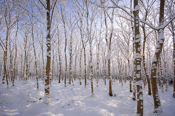 086 Snow David Knight