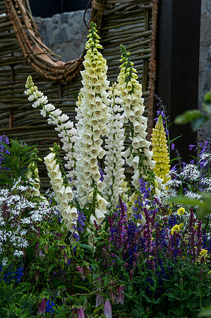 138 Irish Flowers