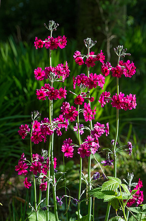 085 Irish Flowers