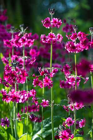 105 Irish Flowers