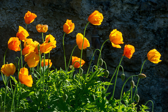 082 Irish Flowers