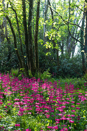107 Irish Flowers