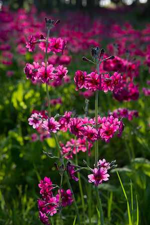 0055 Floral