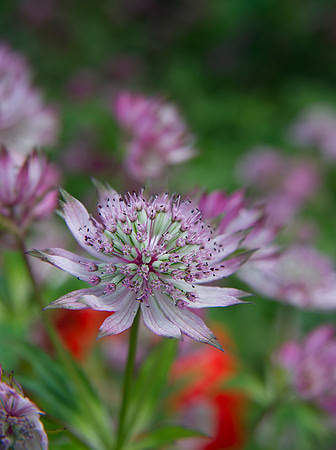 0034 Floral