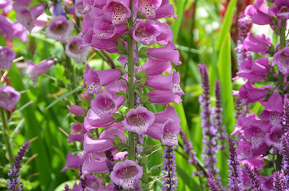 059 Irish Flowers