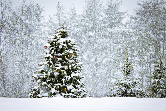 048 Snow David Knight