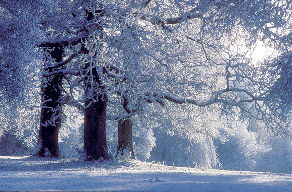 011 Snow David Knight