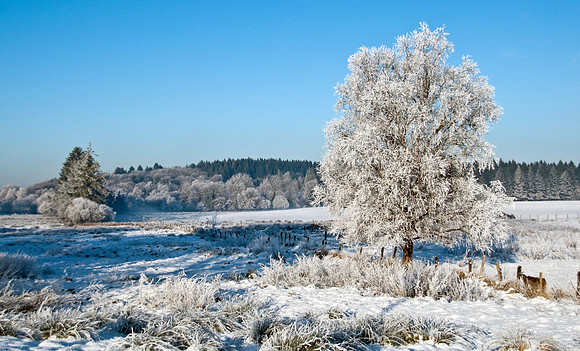 061 Snow David Knight