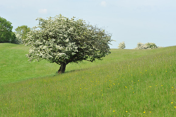 21 Hill of Tara