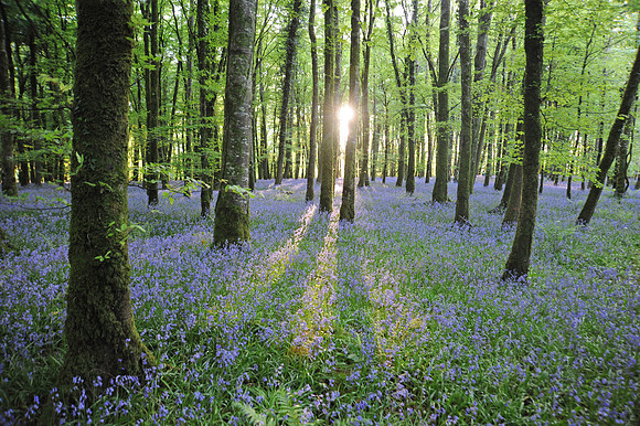 0021 Irish Landscapes