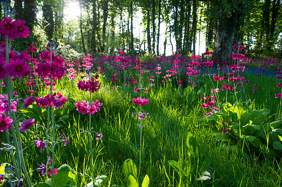111 Irish Flowers
